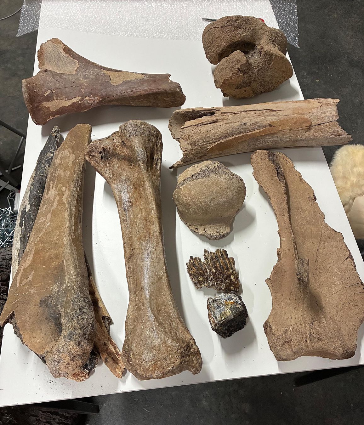 Fossili: Diverse Mammut-Knochen – Usato da Bäretswil venduto da robsonantik
