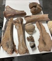 Diverse Mammut-Knochen