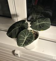 Alocasia Black Velvet