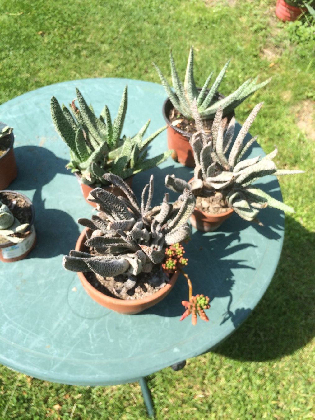 Piante & sementi: Aloe humelis – Nuovo (secondo la descrizione) da Vinelz venduto da Wellensittich55 4