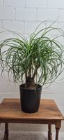ELEFANTENFUSS - PALME