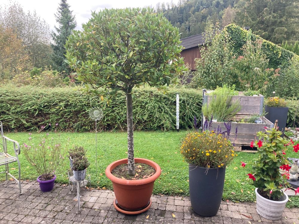 Künstlicher Lorbeerbaum 93 Cm – Kunstpflanze Im Topf Für Drinnen & Draußen, Bauernhaus-Deko