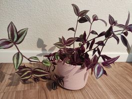 Tradescantia zebrina Pflanze, sehr gesund