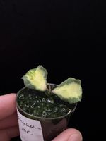 Hoya kanyakumariana variegata! RARITÄT!🦄🦄🦄
