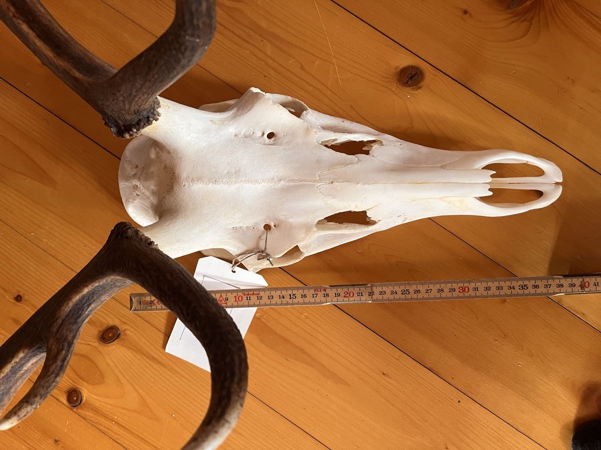 Altre raccolte & rarità: Hirschgeweih Wild Jäger Trophäe – Usato da Maienfeld venduto da DivicoHelveticus 2