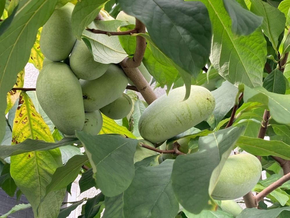 Indianerbanane Jungpflanzen 1jährig Kaufen auf Ricardo