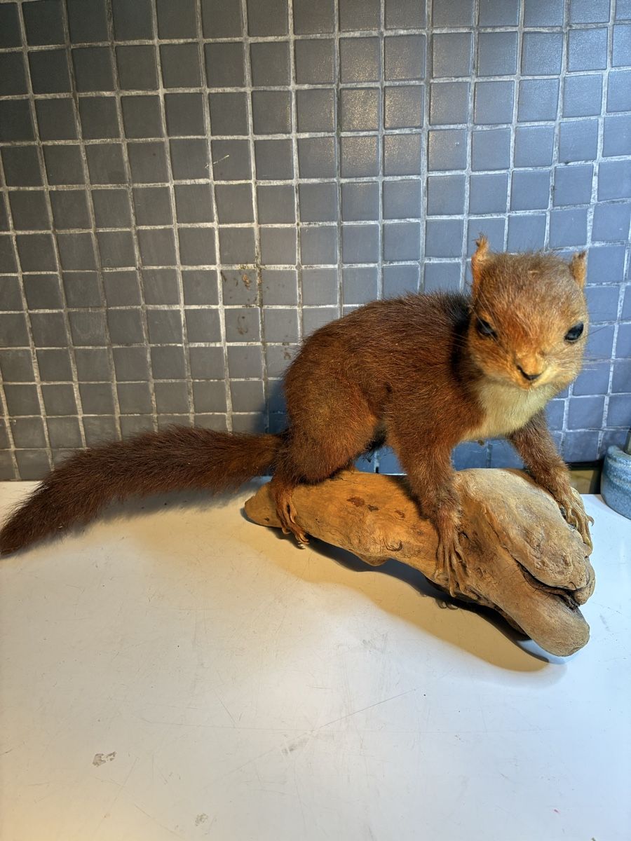 Il mondo degli animali: Écureuil naturalisé vintage - Eichhörnchen gestopft – Usato da La Neuveville venduto da Canelle4 1