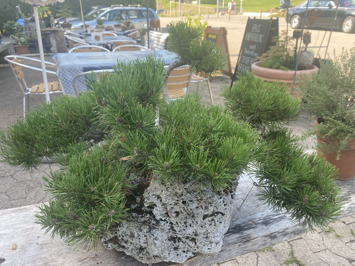 Piante & sementi: Bonsai – Usato da Krummenau venduto da Schmudel