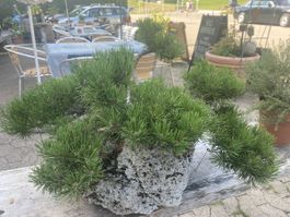 Bonsai