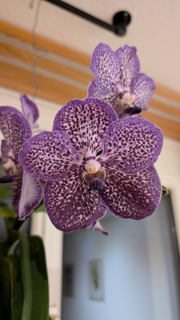 Piante & sementi: Grosse Vanda mit violetten Blüten – Usato da Untervaz venduto da Lyraia 6
