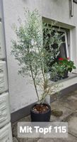 Eukalyptus 'France Bleu' (Zwergform) inkl. Topf