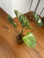 Monstera Thai Medusa extrem selten💚