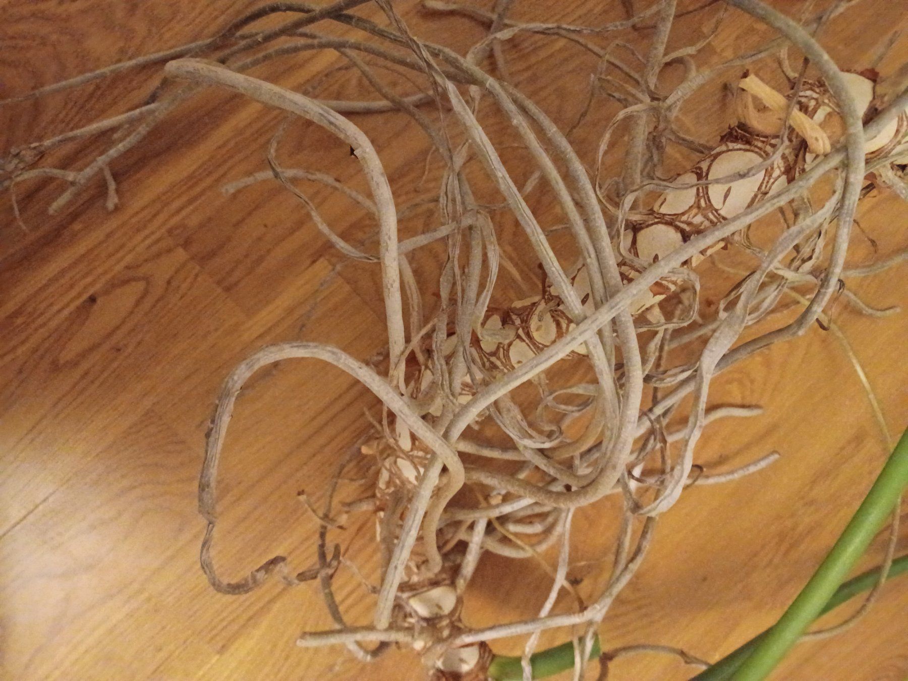 Piante & sementi: Grosser Philodendron Zimmerpflanze – Usato da Hägendorf venduto da mon_hnl8 2