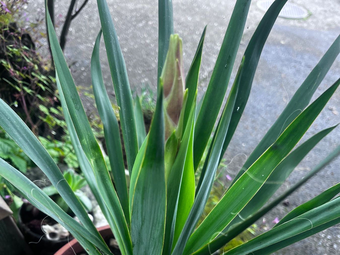 Piante & sementi: YUCCA FILAMENTOSA mit einer Blüte (ca 75 cm) – Usato da Möhlin venduto da mil_h55x 1