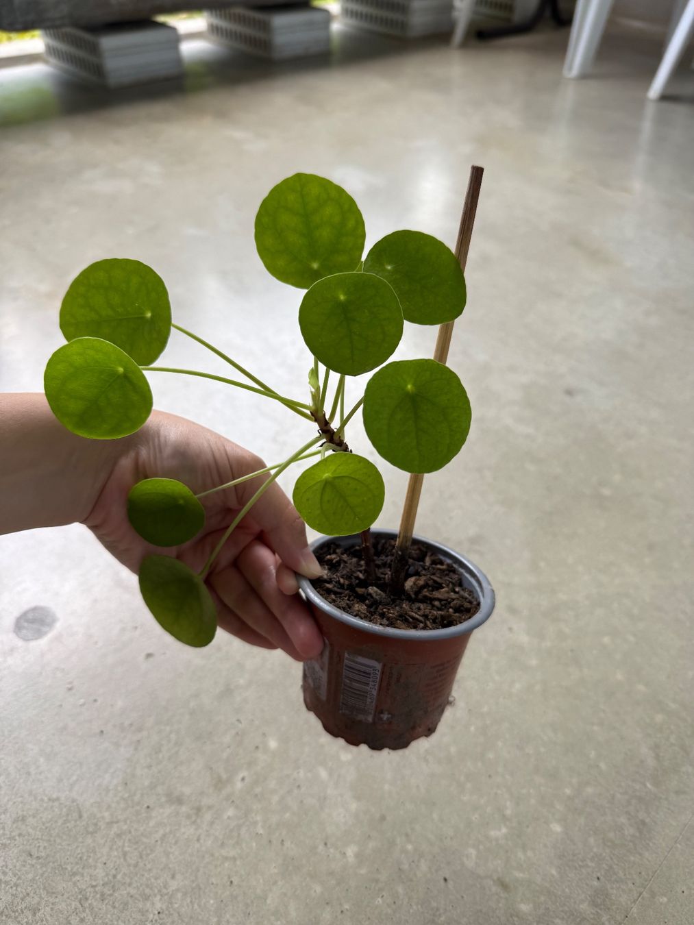 Piante & sementi: Pilea Pflanze – Usato da Bern venduto da Wil.Wayne