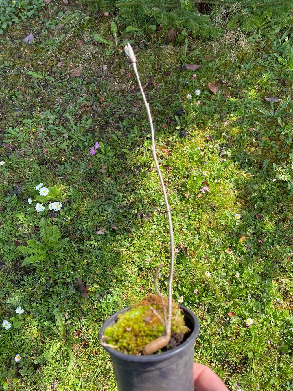 Piante & sementi: junge Vogelbeere  30 cm gross! – Nuovo (secondo la descrizione) da Gerlikon venduto da jabadabadu 2