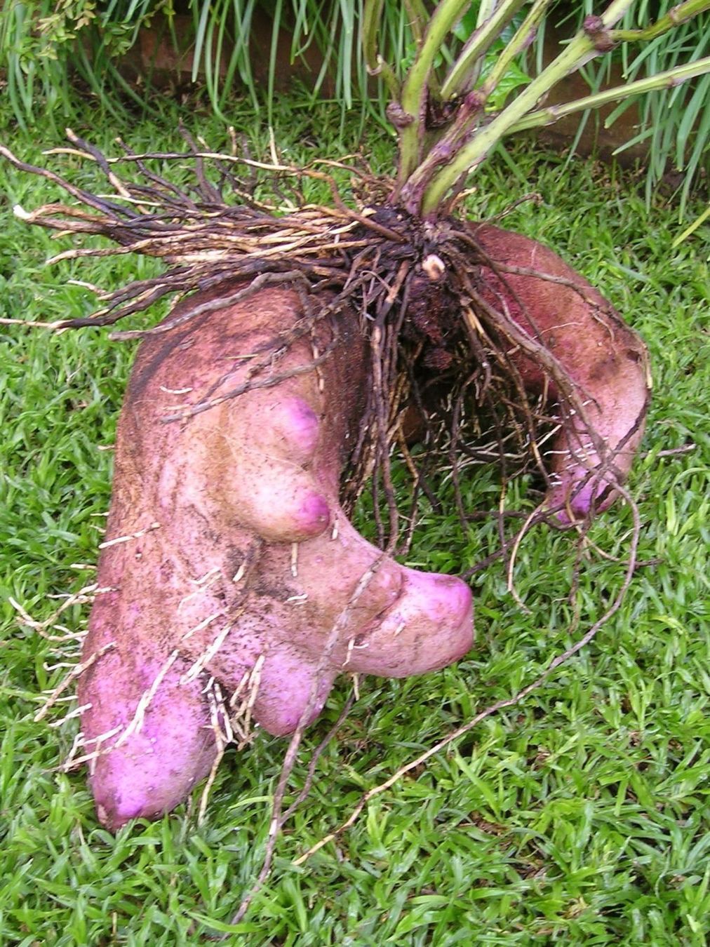 Piante & sementi: Dioscorea Alata (igname ailée) 10g – Nuovo (secondo la descrizione) da Bremblens venduto da FIBONACCI369 1