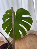 Monstera normal ohne Topf (Post möglich, Update 01.09.2026)