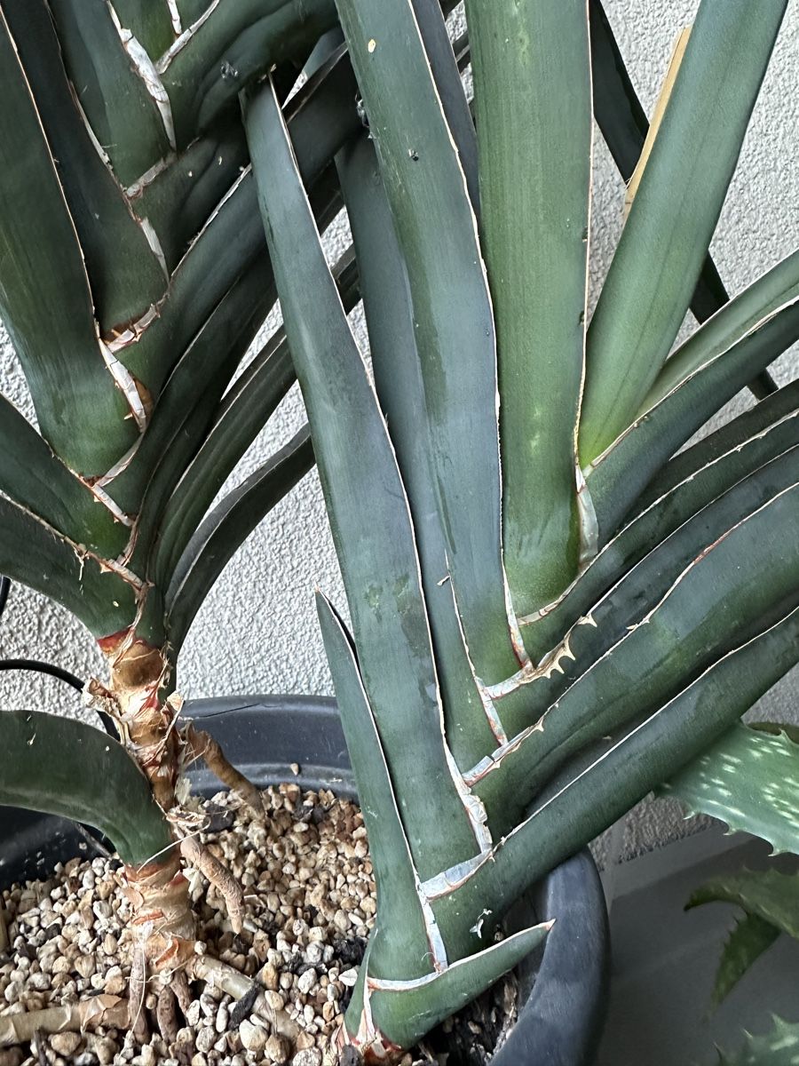 Pflanzen & Samen: Fächer-Sansevieria – Gebraucht aus Möhlin von thysania