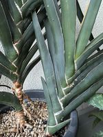 Fächer-Sansevieria