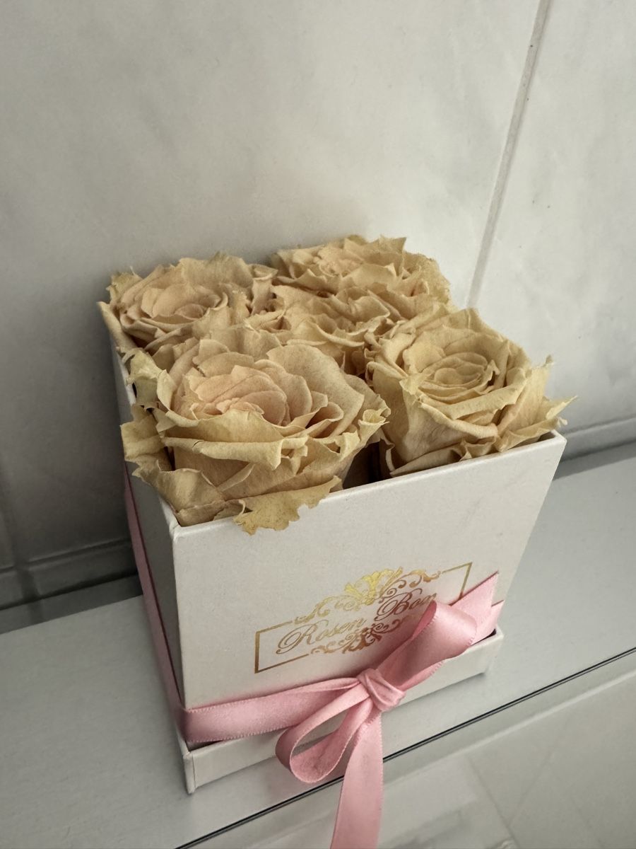 Plantes & graines: Rosenbox mit echten rosa Rosen – Neuf (Voir description) à Bremgarten AG par val_ch 3