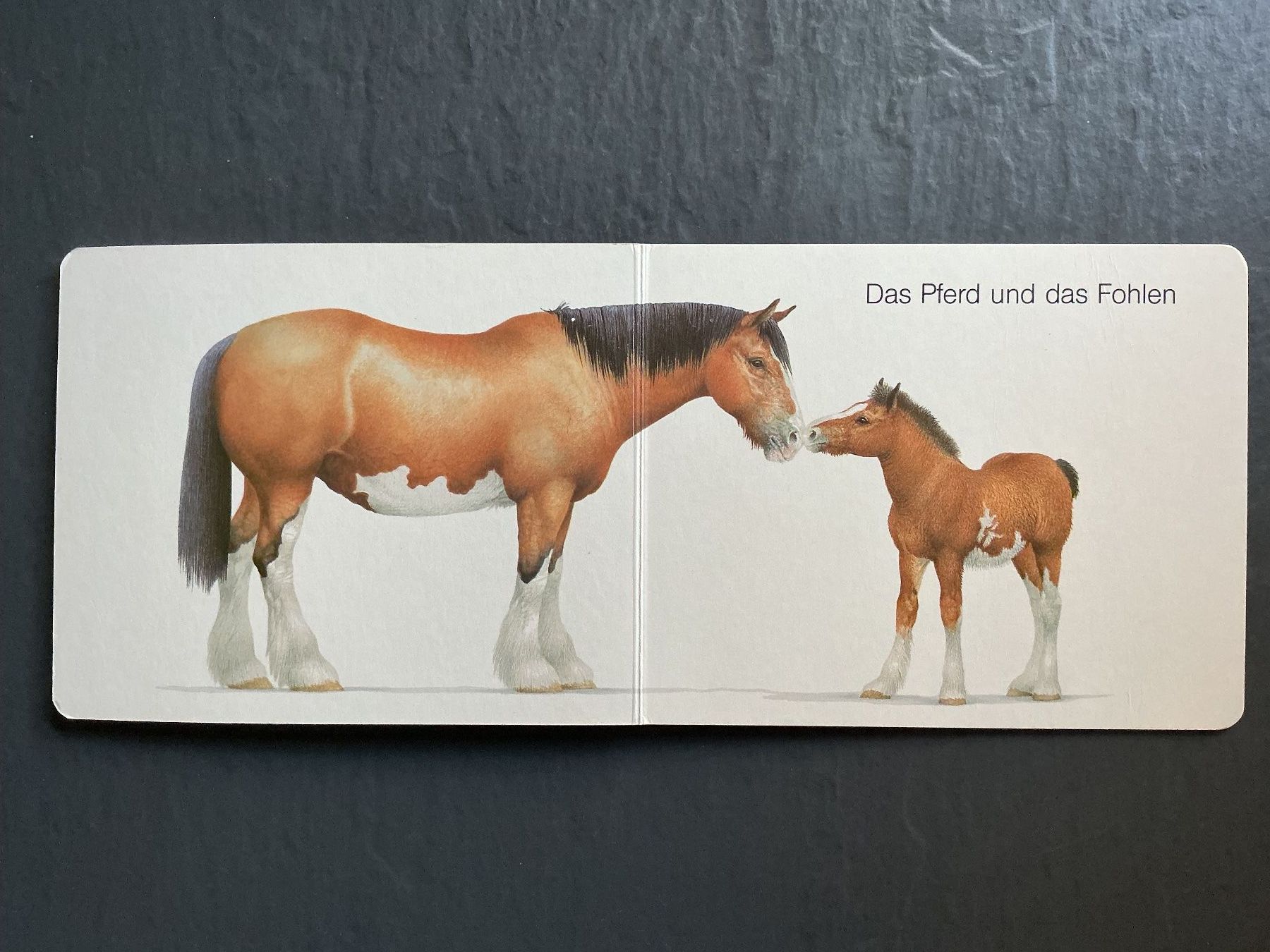 Libri: Tiere auf dem Bauernhof – Usato da Niederhasli venduto da ercp4 2