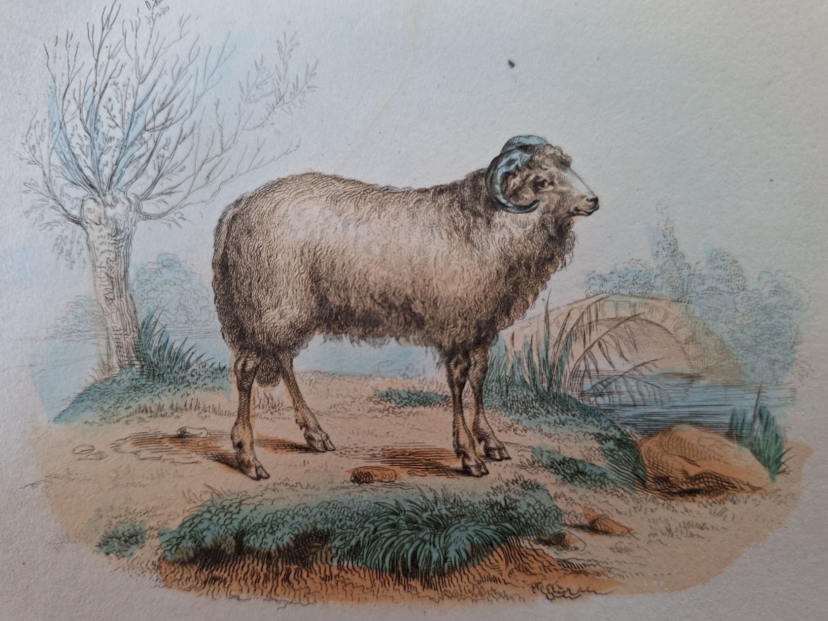 Incisioni: MOUTONS. 2 gravures – Usato da Bevaix venduto da bohrap 2