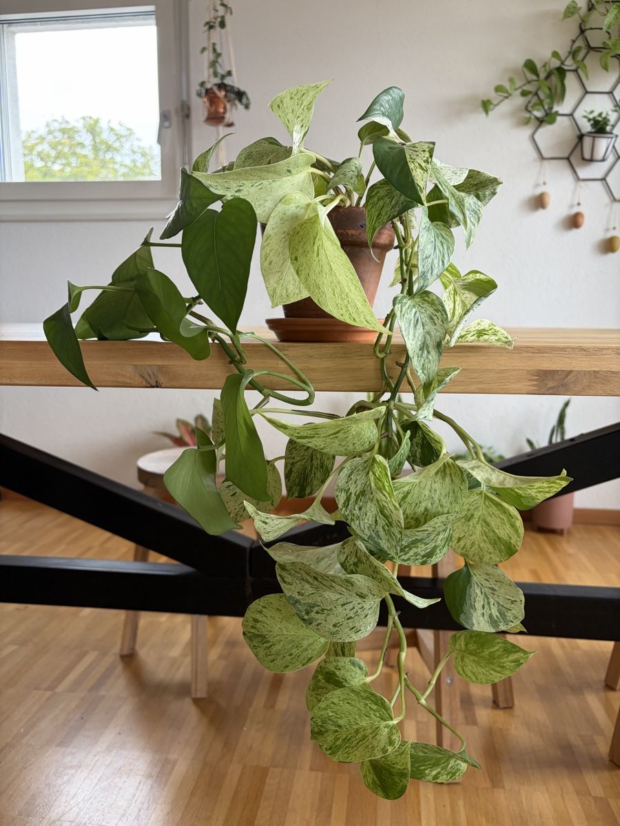 Plantes & graines: Epipremnum Marble Queen mit Topf – D'occasion à Baar par annasorbian 1