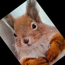 Profile image of perlboote
