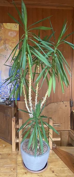 Yucca Palme 2m