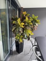 Grosser Kroton (Codiaeum) ca. 1.5 m, – inkl. LECHUZA