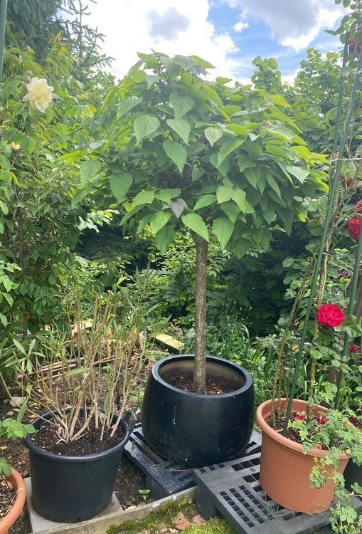 Pflanzen & Samen: Trompetenbaum Pflanzen Blumen Gartenbäume Baum – Gebraucht aus Dottikon von 6571 2