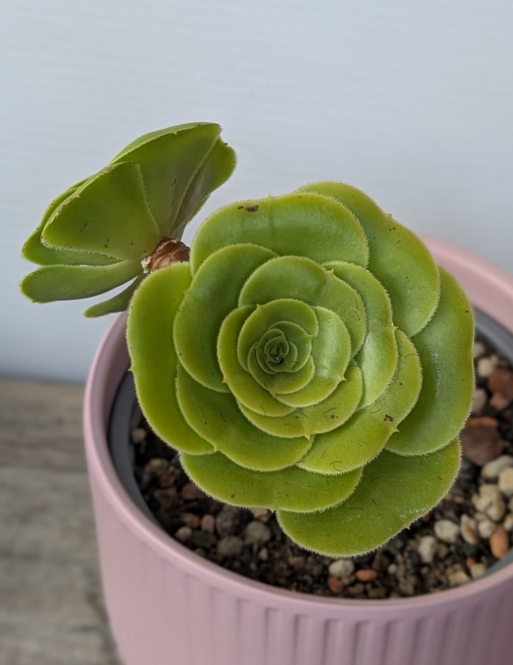 Pflanzen & Samen: Aeonium arboreum – Gebraucht aus Comano von che_8lc2 1