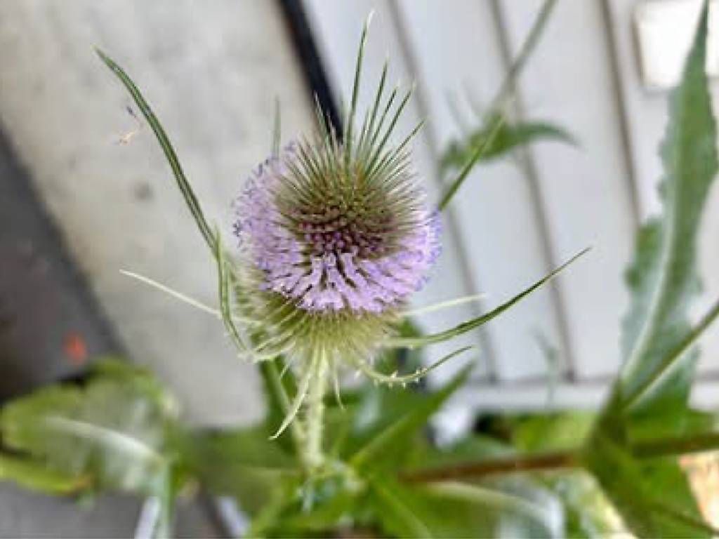 Plantes & graines: Karde – D'occasion à Frauenfeld par Irene.Schuppli 3