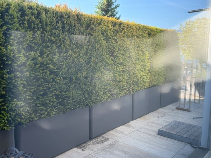 Piante & sementi: Hecke ink. Torge – Usato da Erlenbach ZH venduto da CreationStudio