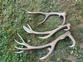 Hirsch Geweih 🦌 # 3er Set Hirschhorn Jagd Stange Dekoration