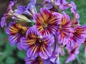 Piante & sementi: Salpiglossis sinuata  FLEUR RARE  20g – Nuovo (secondo la descrizione) da Bremblens venduto da FIBONACCI369 1