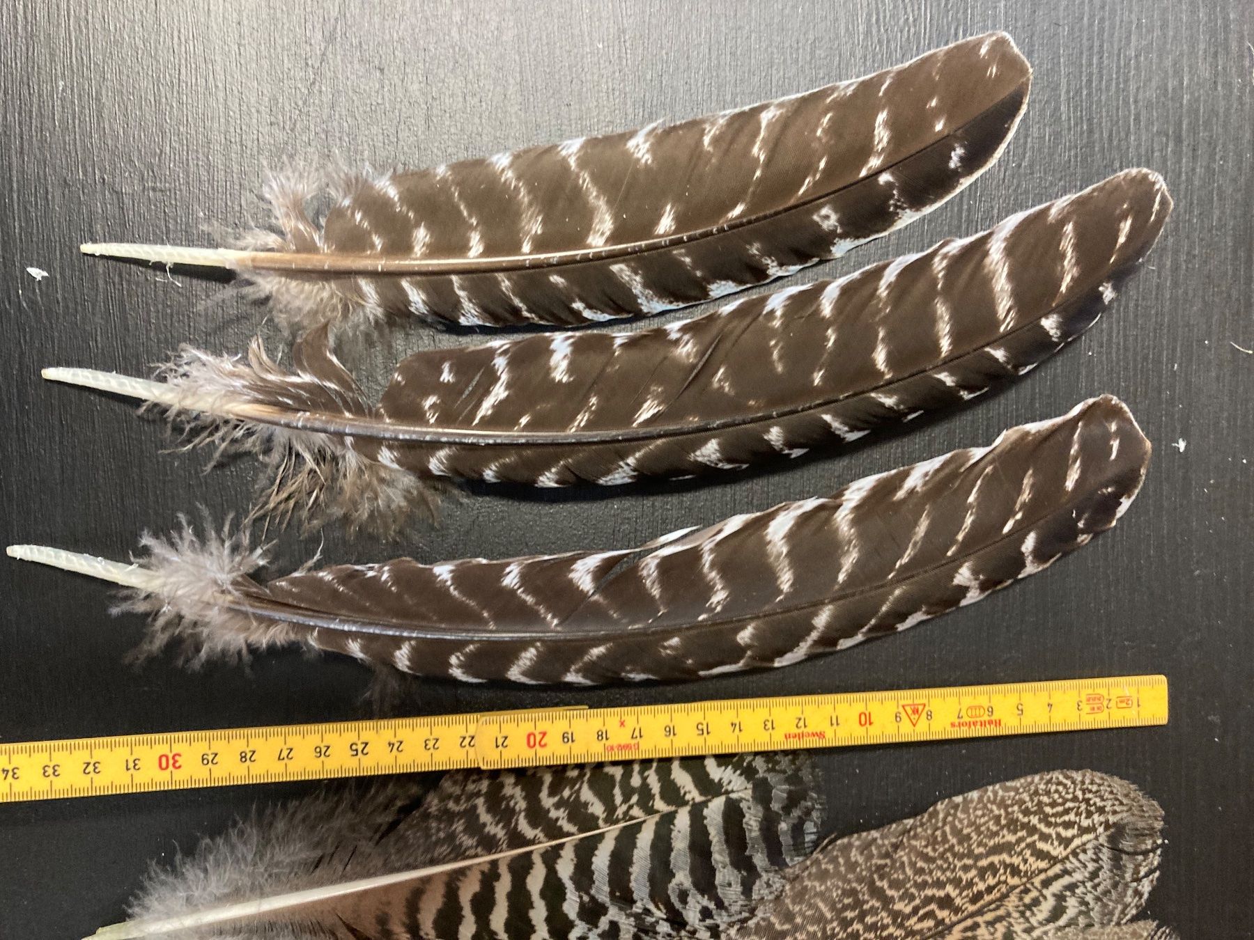 Welt der Tiere: Diverse Federn – Gebraucht aus Grosswangen von arum01 1