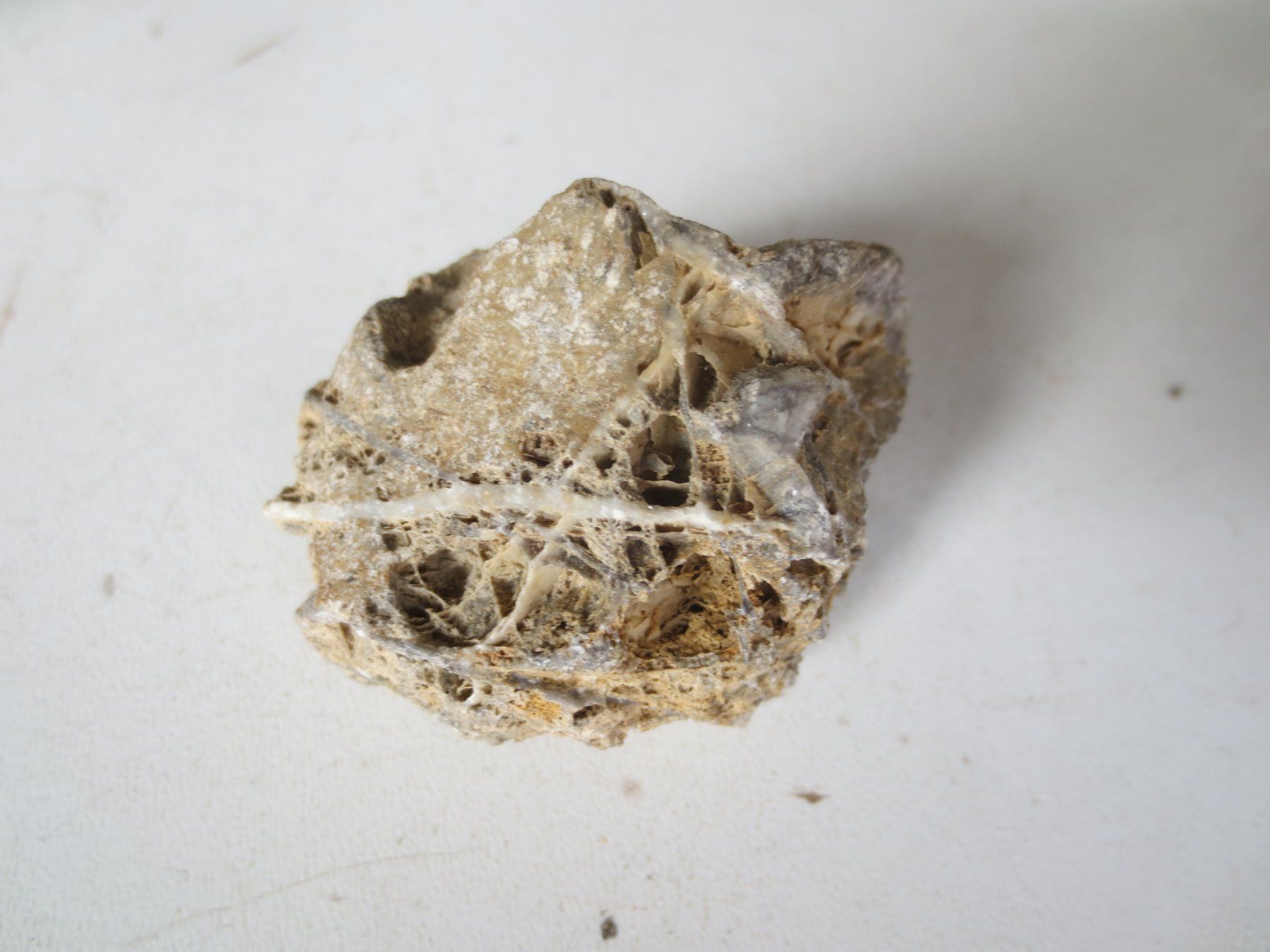 Fossili: Fossilie – Nuovo (secondo la descrizione) da Weier im Emmental venduto da waefler03 1