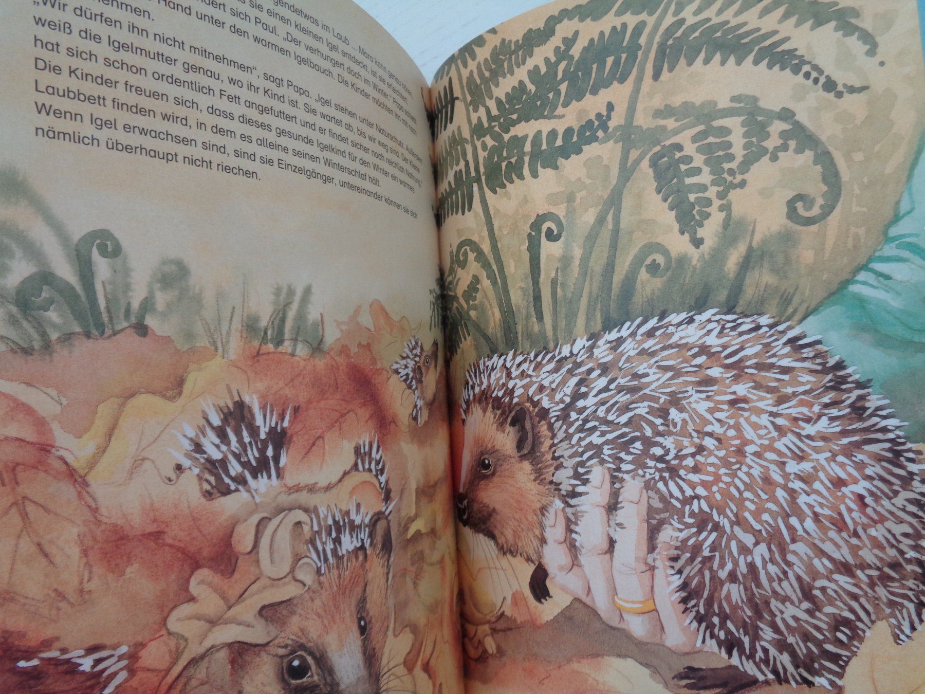 Livres: Die Tiere unseres Waldes – D'occasion à Chur par Oregano1 4