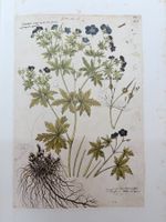 Conradi Gesneri, Historia Plantarum, Faksimile Band II-VIII