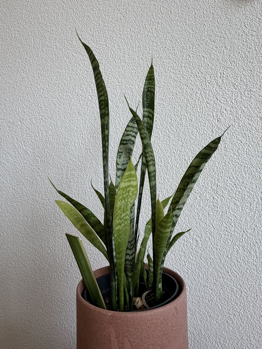 Plantes & graines: Bogenhanf Sansevieria mit Übertopf – D'occasion à Baar par annasorbian 3