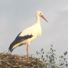 Profile image of venividivici75