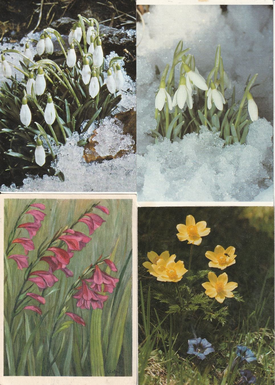 Cartes postales: 40 Schöne Blumenkarten – D'occasion à Lumbrein par made02 2