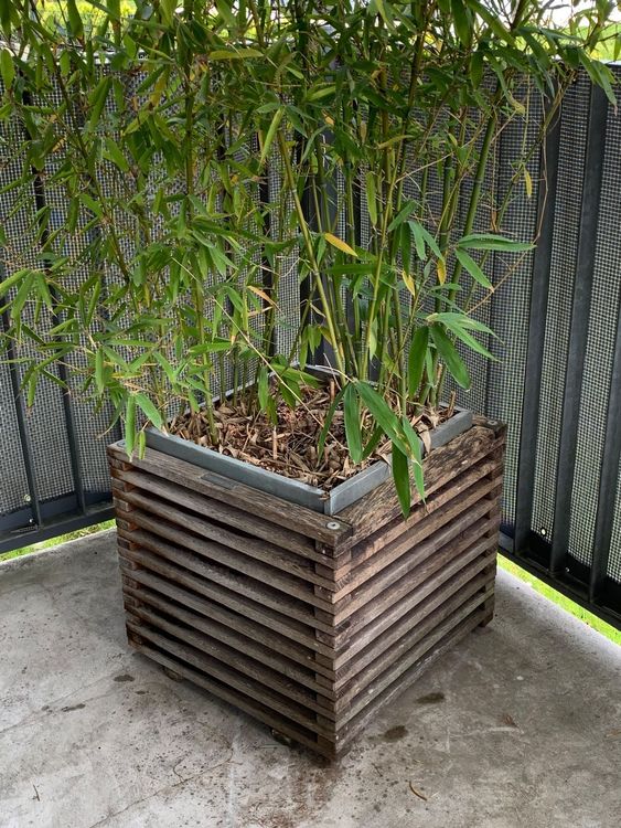 Grosser, schöner Bambus mit massivem HolzTopf Pflanzenkübel Kaufen