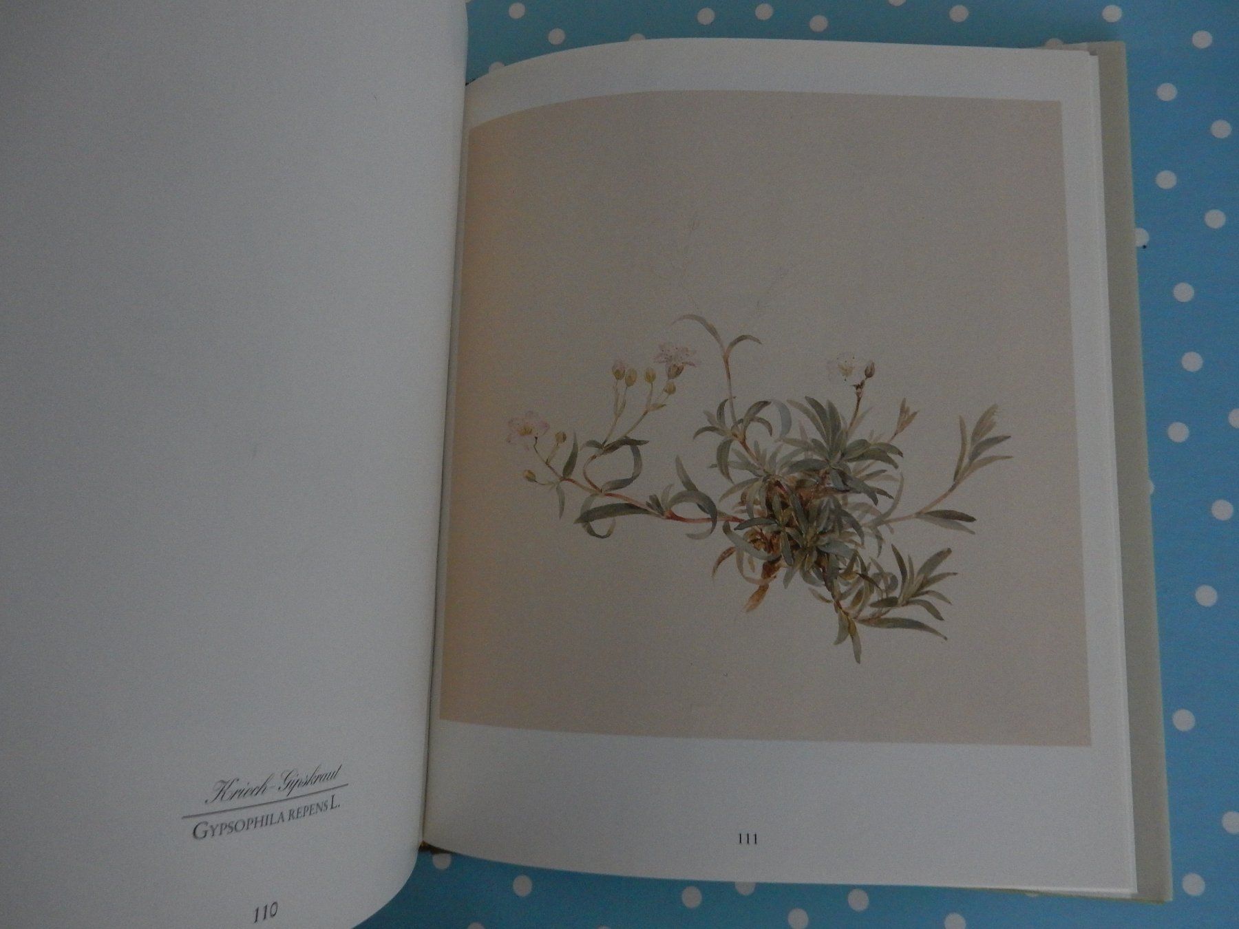 Bücher: M. Daffinger Alpenblumen Aquarelle wunderschönes Blumenbuch – Neu (gemäss Beschreibung) aus Jona von JOberg_25 3