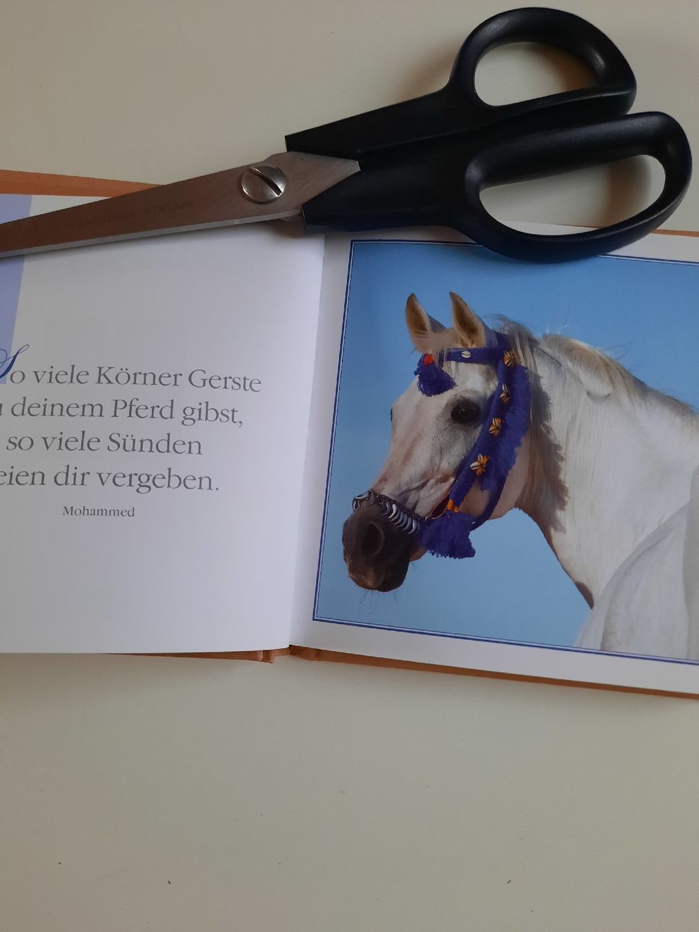 Libri: kleines Büchli Traumpferde – Nuovo (secondo la descrizione) da Nottwil venduto da mar_jqm7 2