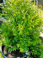 Bio Granatapfel Strauch 120cm Balkon Garten Pflanzen
