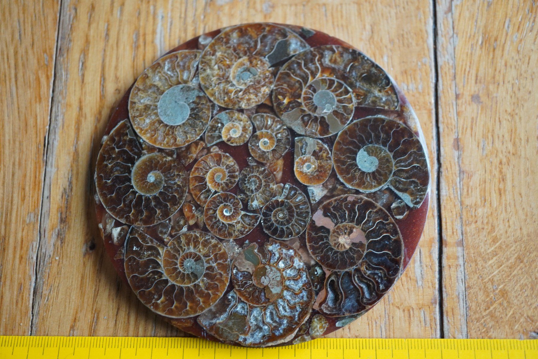 Fossili: Ammonit  Platte      Sammlerstück  ca 11cm  Diverse – Nuovo e nell'imballaggio originale da Eschenbach SG venduto da craniums 7