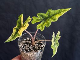 Alocasia Jacklyn Aurea